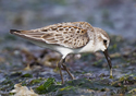 Calidris mauri